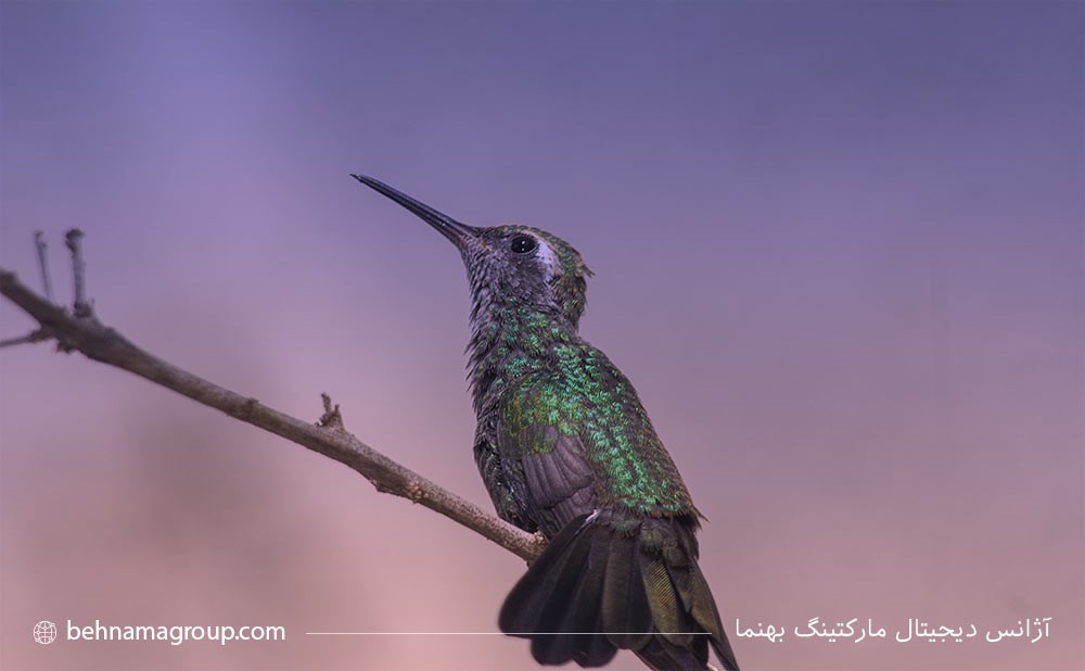 الگوریتم مرغ مگس
 خوار